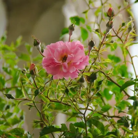 Villa Valentine Veules-les-Roses Buitenkant foto